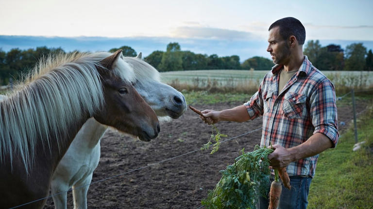 Well-intentioned but deadly: Why feeding horses is prohibited