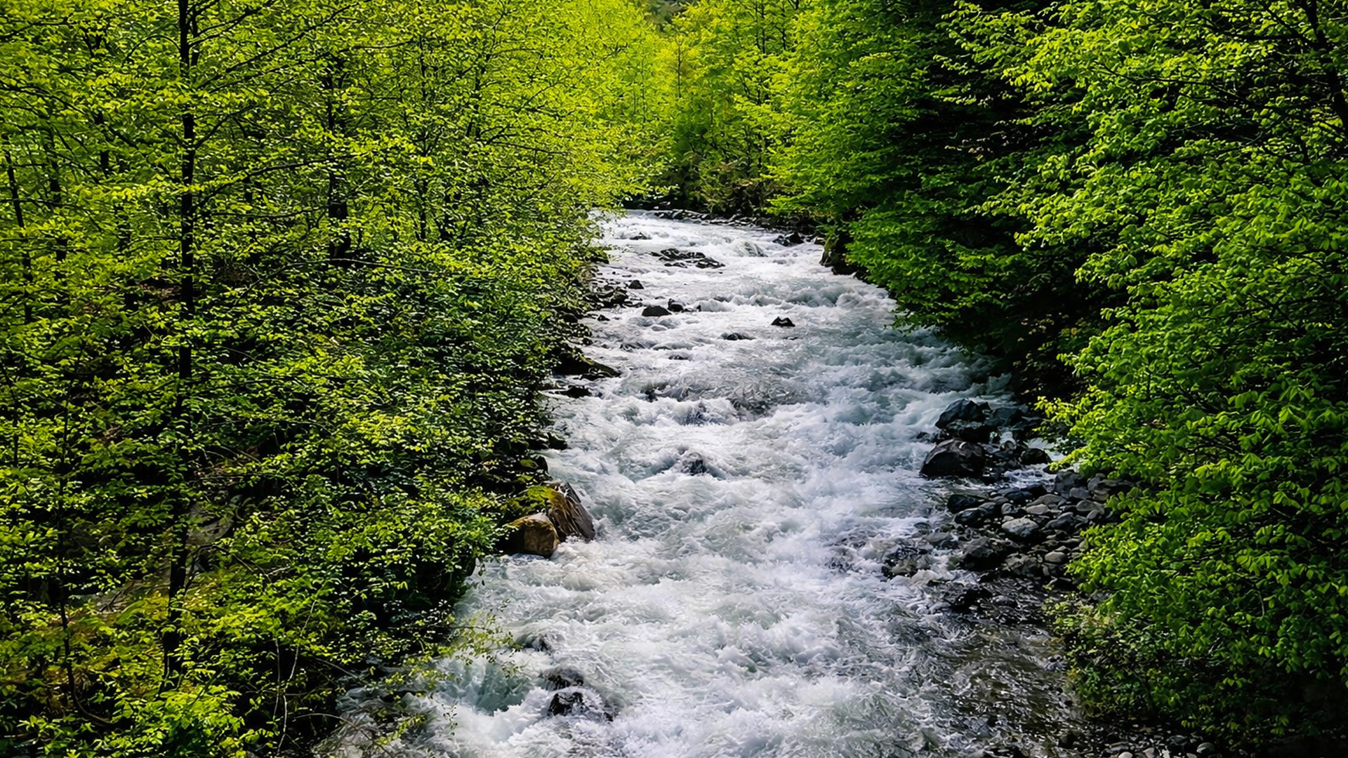 A wild river flowing deep through the Amazon rainforest