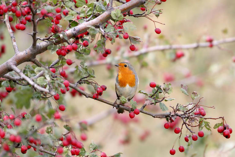 Robins will flock to your garden if you take these three steps