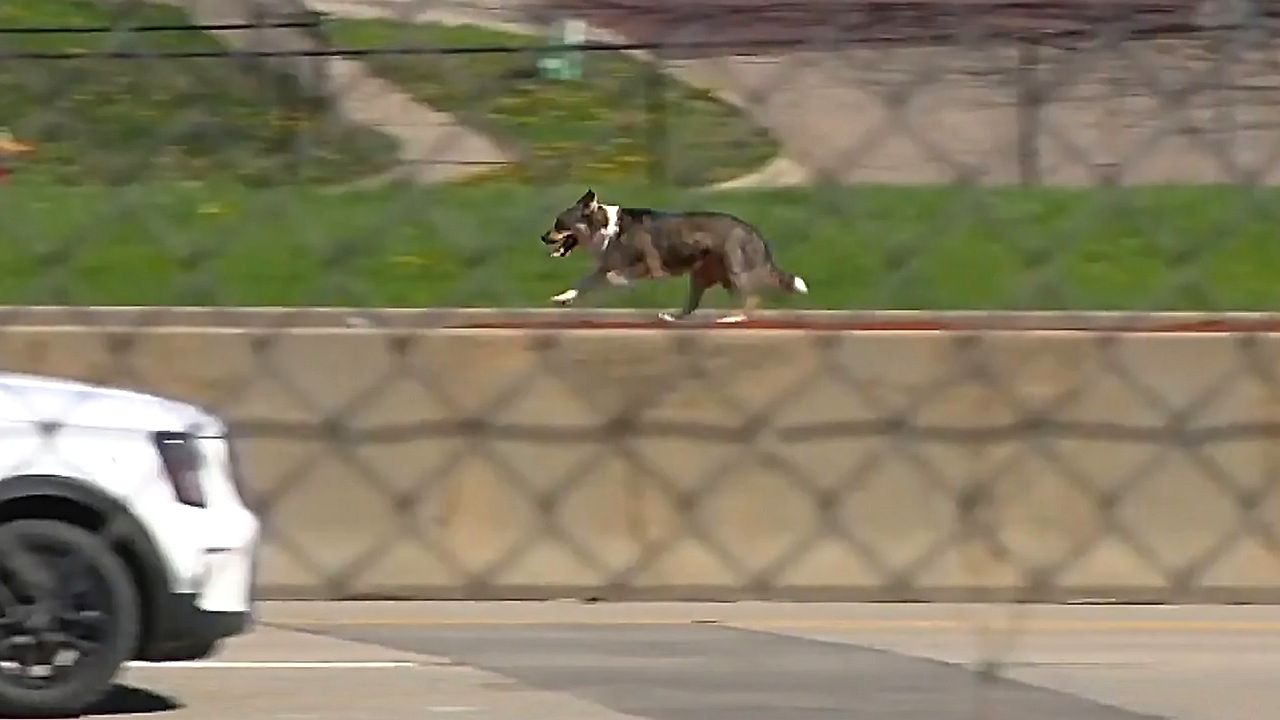 Runaway dog shuts down Iowa highway