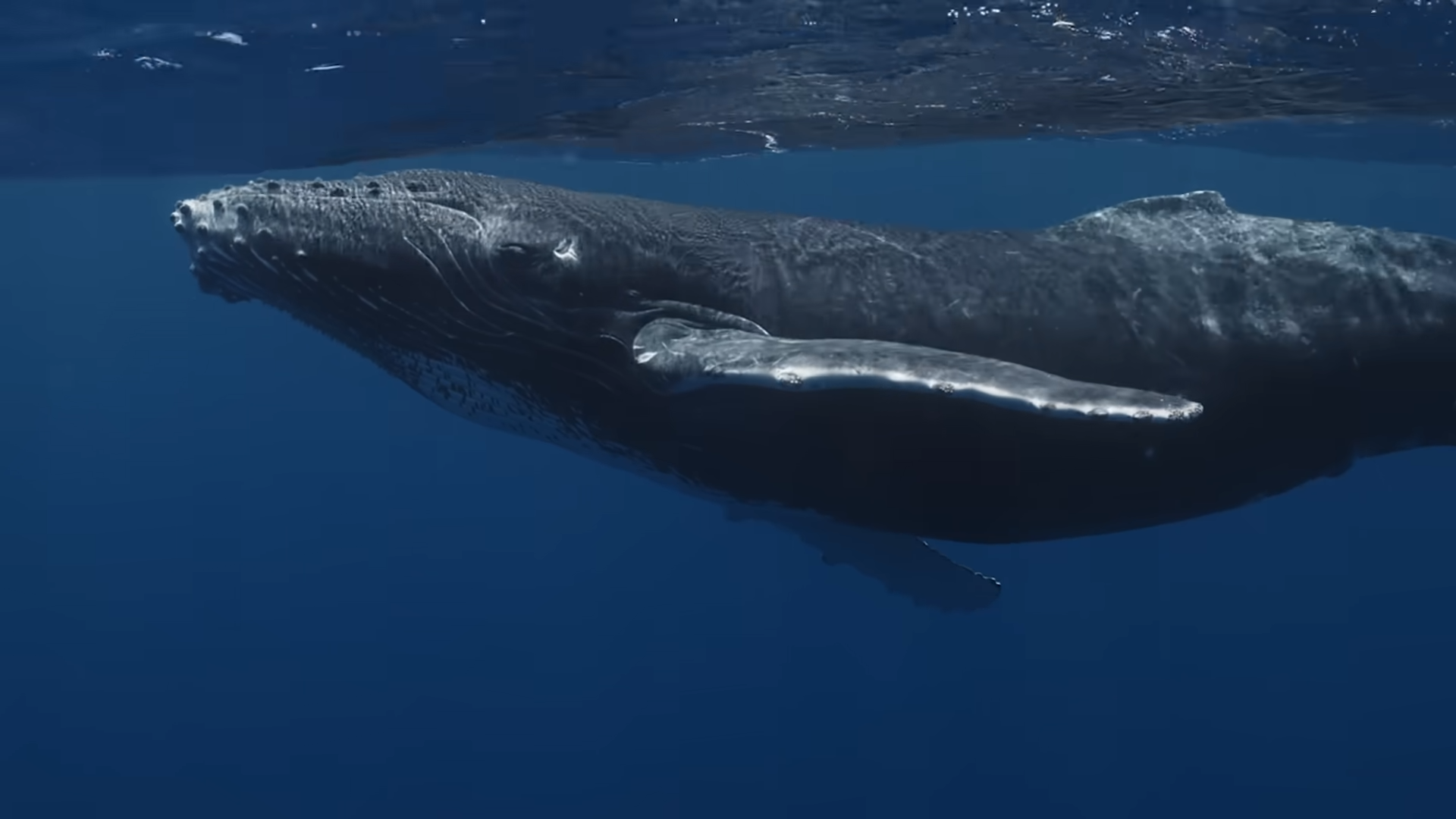 Watch what was found inside a whale and why experts cannot ignore it