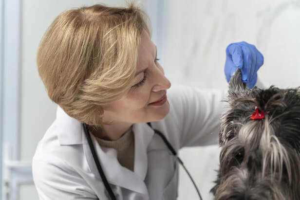 Signs your pet needs immediate medical attention
