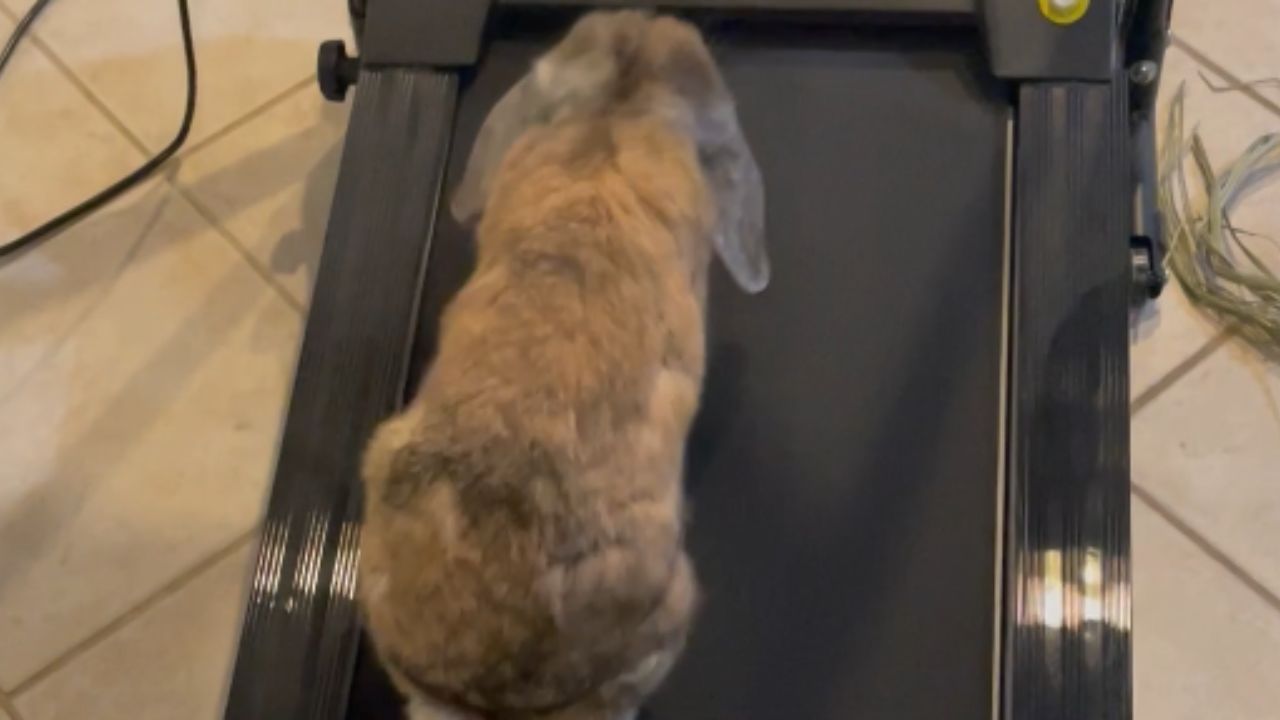 Determined rabbit encounters humorous challenges while using owner's ...
