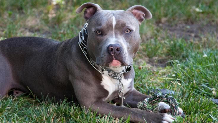 Si trasferiscono all’estero e abbandonano il cane legato alla catena ...