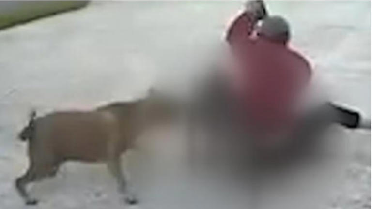 Major update after woman mauled by dogs