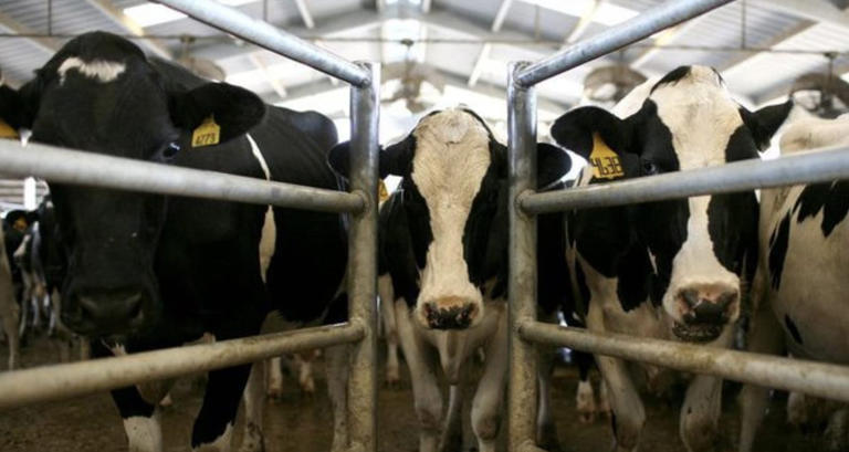 Gambaran peternakan sapi terbesar di Indonesia ada di Brebes Jateng