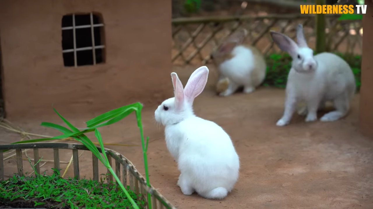 Watch scared little rabbits finally sleep safe in their new country house