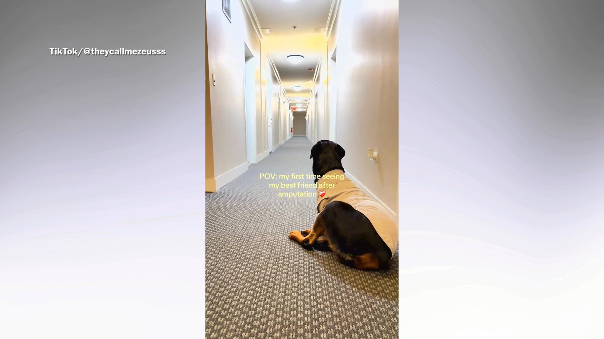 Hearts melt as Rottweiler sees his friend for first time after amputation