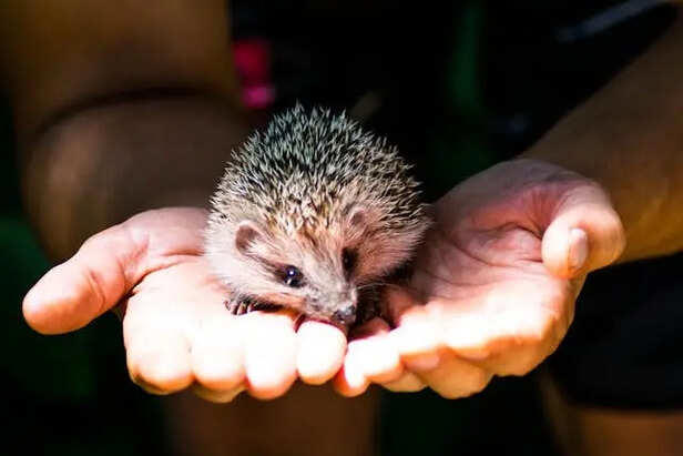 Why exotic pets are becoming more popular than you think