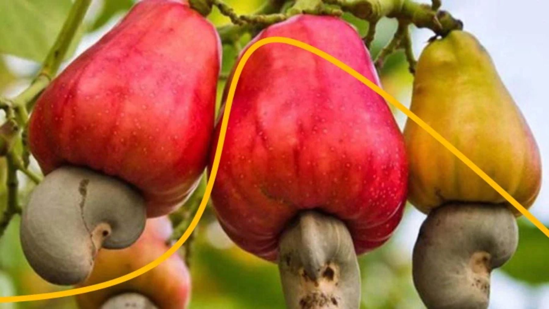 Panamá se pone manos a la obra para resucitar a una fruta: una plaga de ...