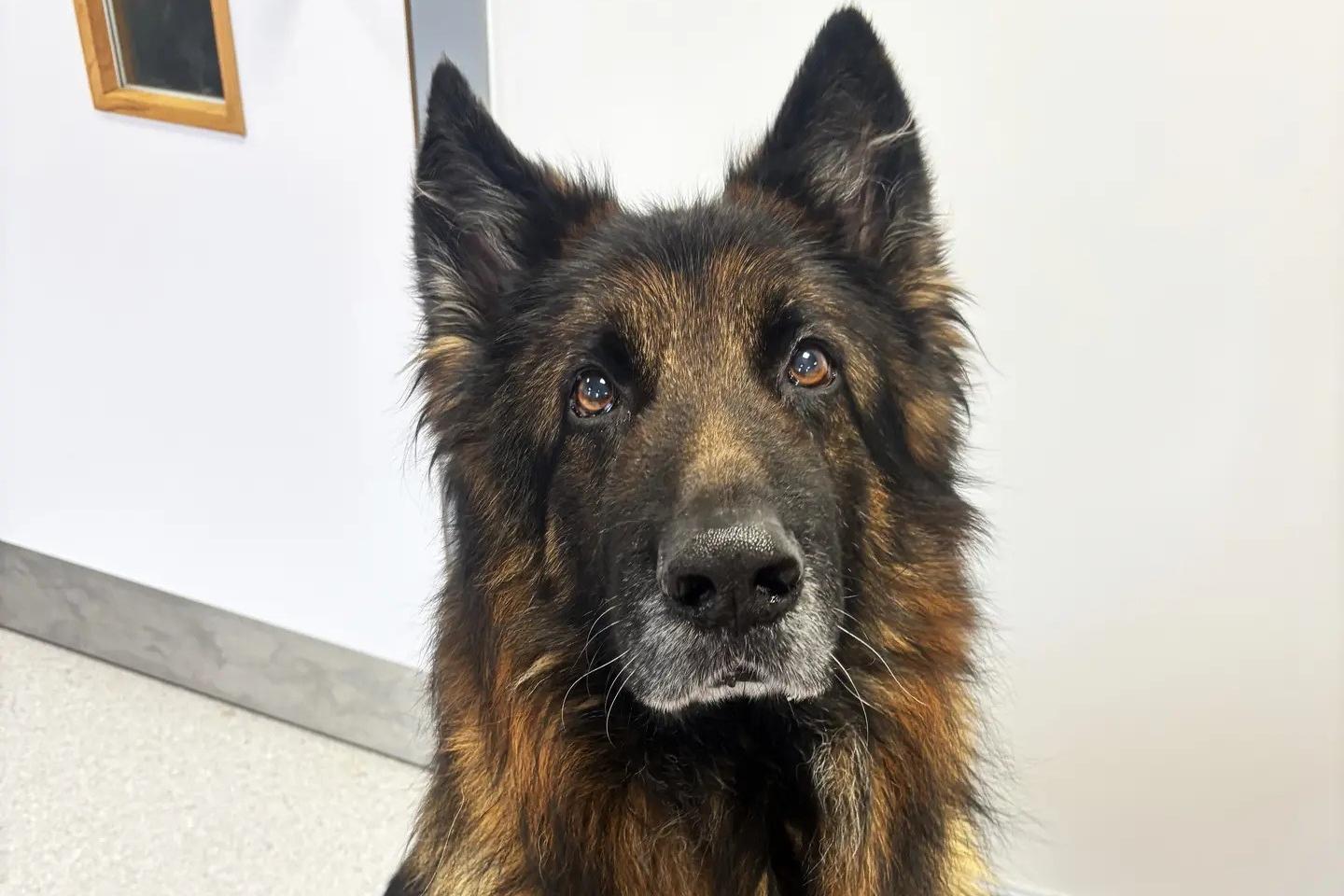 Dogs Trust: Mortimer the German Shepherd and Collie cross pup Marvin both need rehoming in Northern Ireland