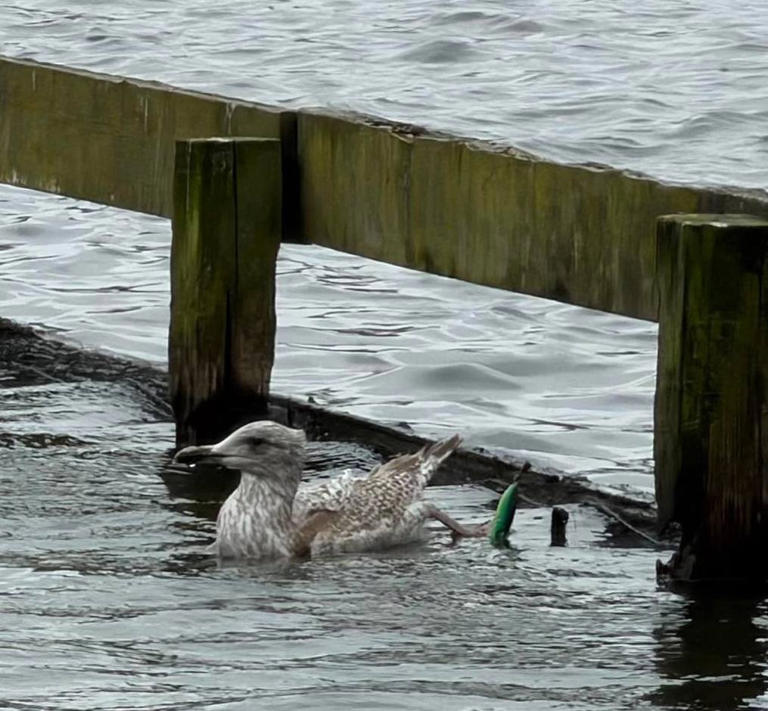 Woman hailed a hero after saving injured seagull from drowning