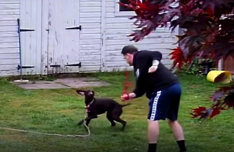 Cruel pet sitters caught on camera kicking and hitting family dogs