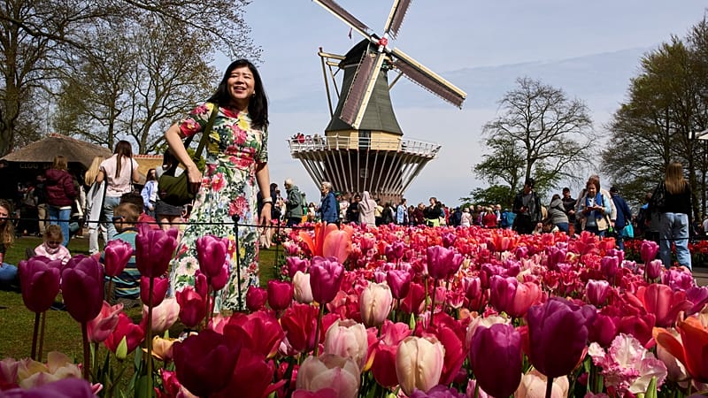 Netherlands Keukenhof draws global visitors for spring display