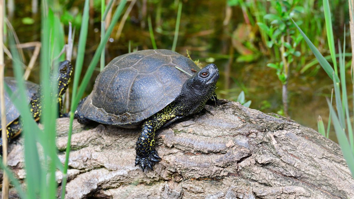 Neanderthal kids in Germany may have hunted tiny turtles – but probably ...