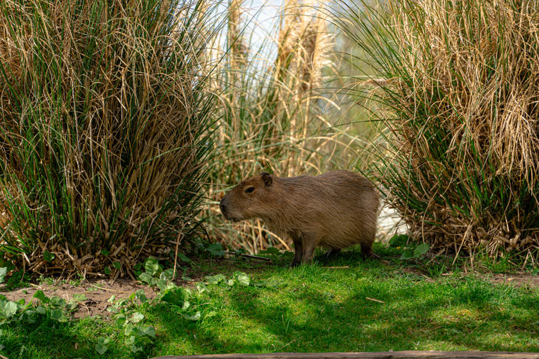 Cute moment Yorkshire Wildlife Park’s new 10-month-old capybara ...