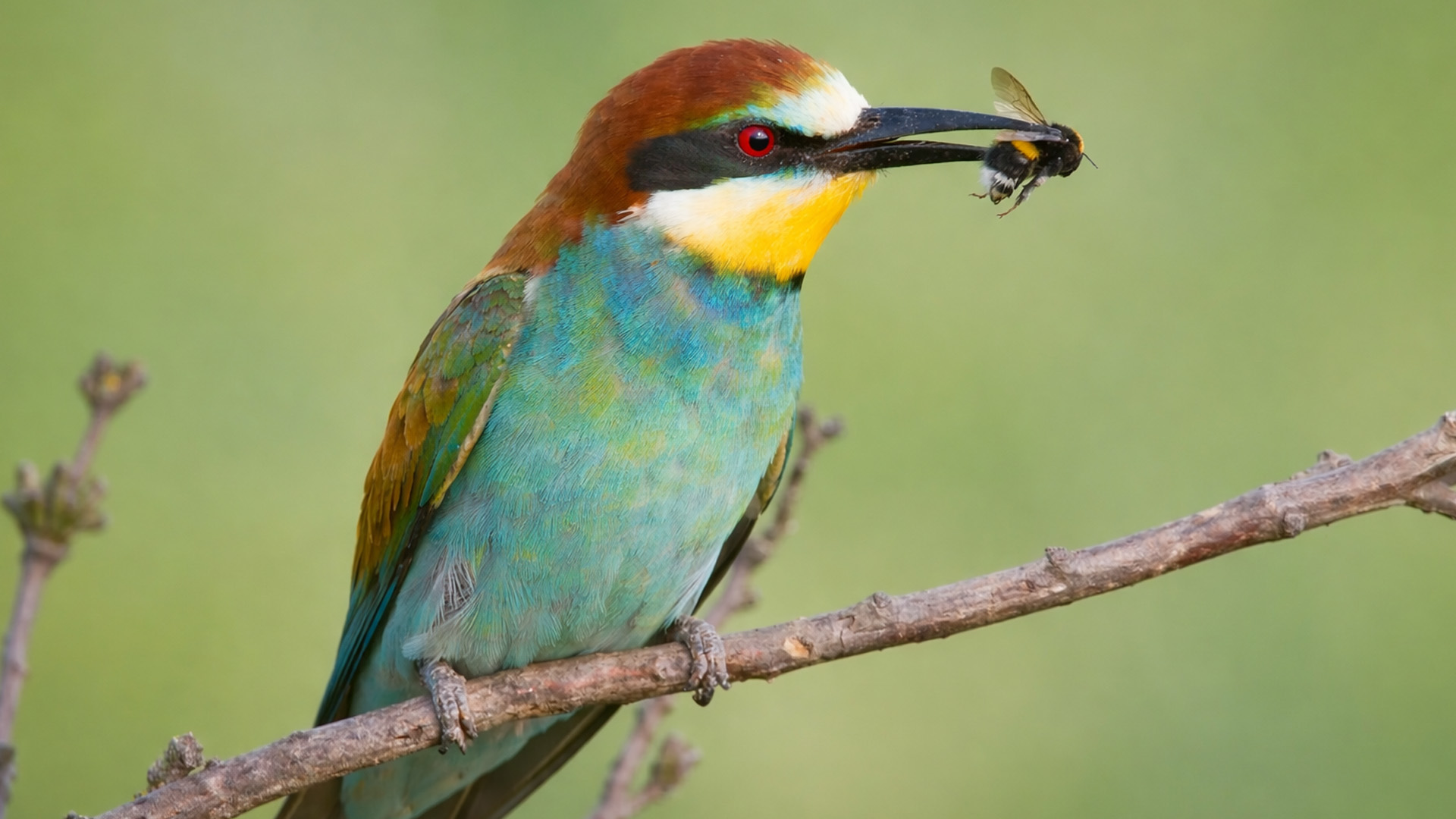 Deze cameraval legde een kleurrijke vogel vast tijdens de jacht