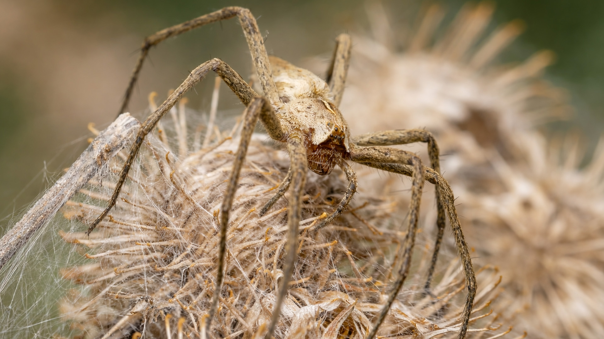 Een klein roofdier bewaakt iets vreemds - beelden van een wildcamera