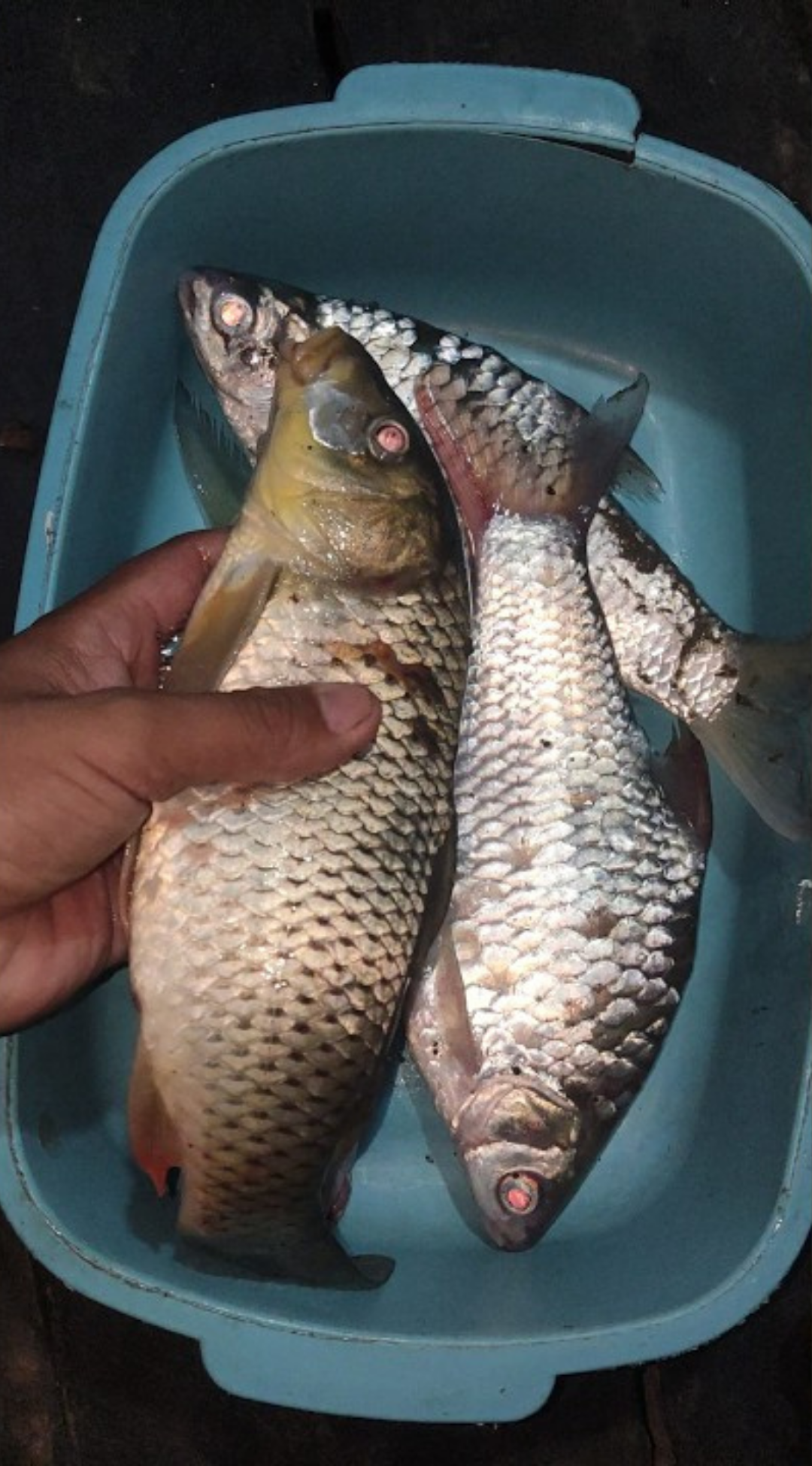 Catching big carp fish in the wild