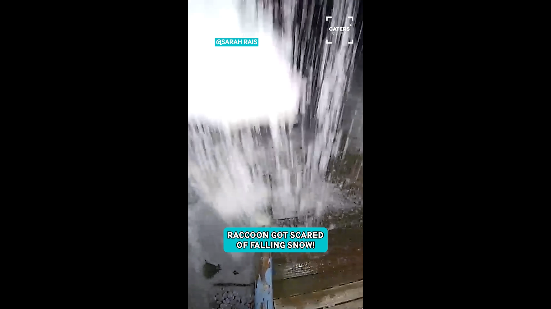Raccoon sprints away as massive ice sheet crashes from roof in Michigan