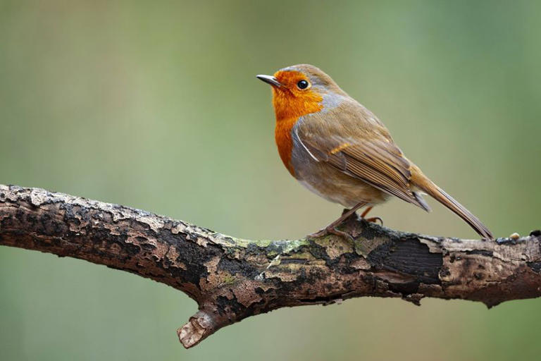 Robins will flock to your garden if you take these three steps