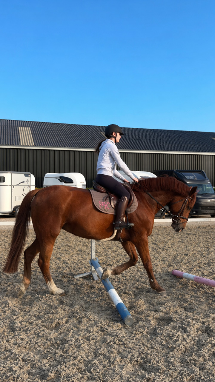 DH FitLife Stepper voor thuis | Balans Training | Verstelbare stepplank