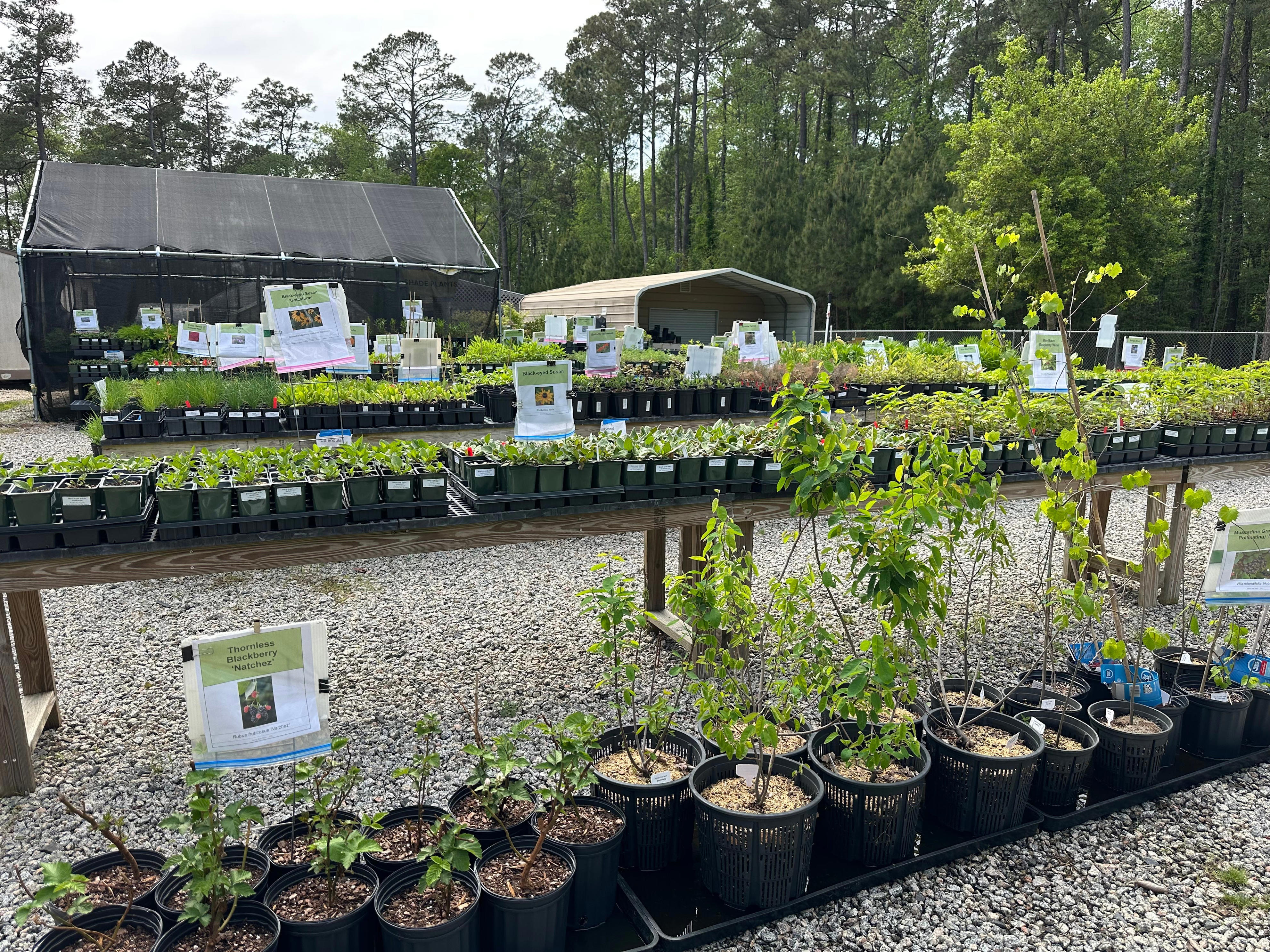 Connect with the area's colonial roots at this Brunswick plant sale