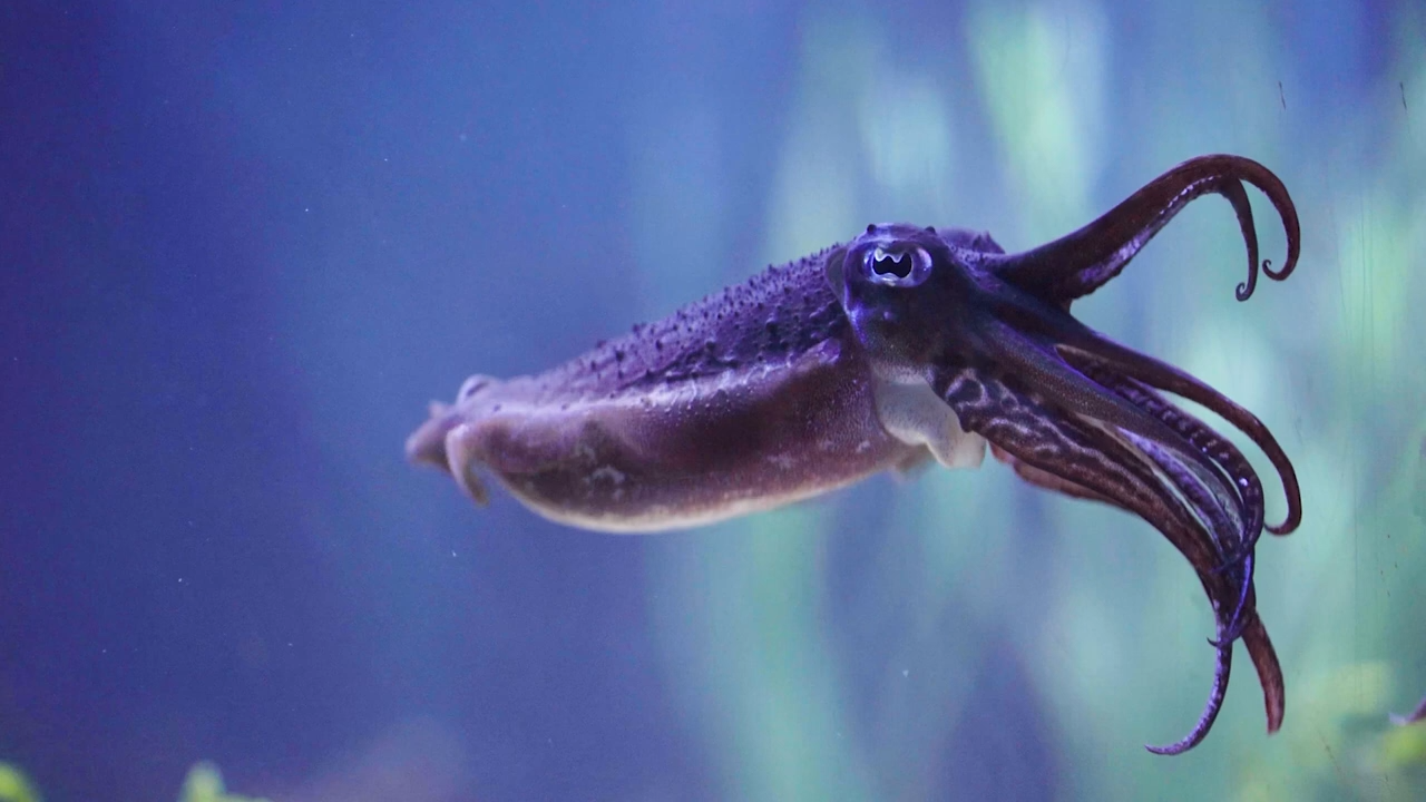 Watch what happens when a cuttlefish outsmarts its prey using perfect ...