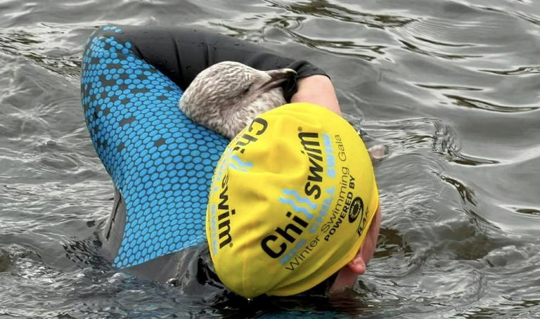 Woman hailed a hero after saving injured seagull from drowning