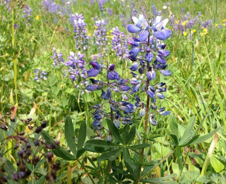 Looking for early spring WA wildflowers? Here's where to find them