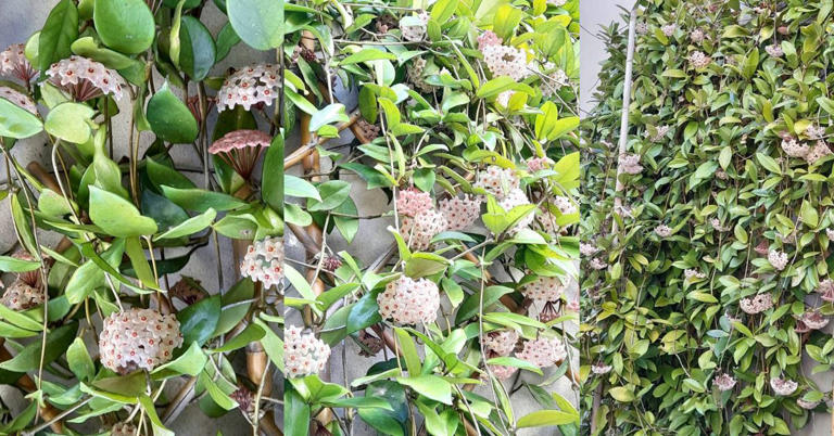 Una parete verde rampicante e un fiore rosa che sembra di cera sono le ...