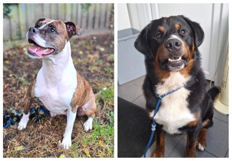 Take a look at six abandoned but adorable dogs looking for forever ...