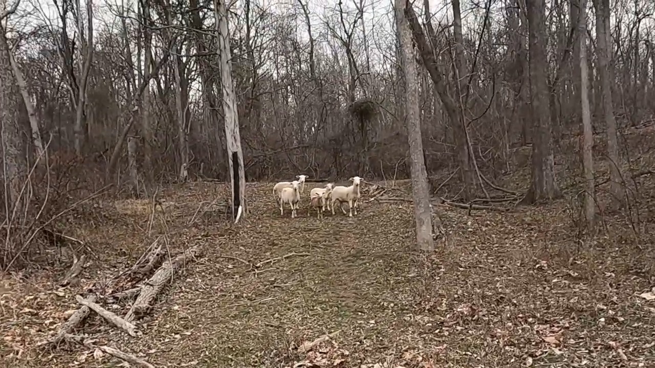 The lambs wouldn’t stop answering back - the herd started toward the ...