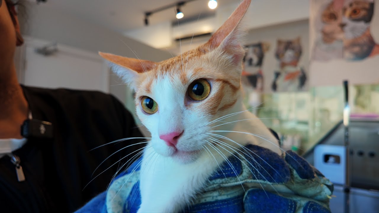 Patchouli the cat’s spicy grooming session