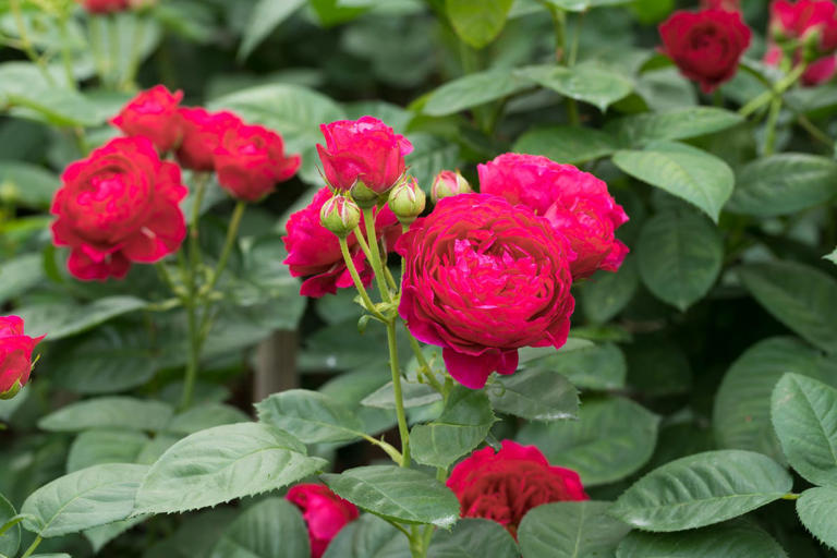 Inside Alan Titchmarsh’s new English cottage garden in Surrey after ...