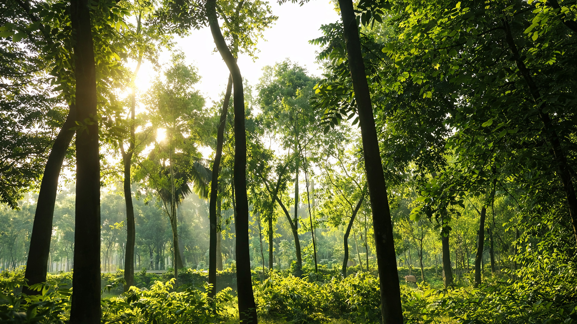 where-sunlight-touches-the-green-forest