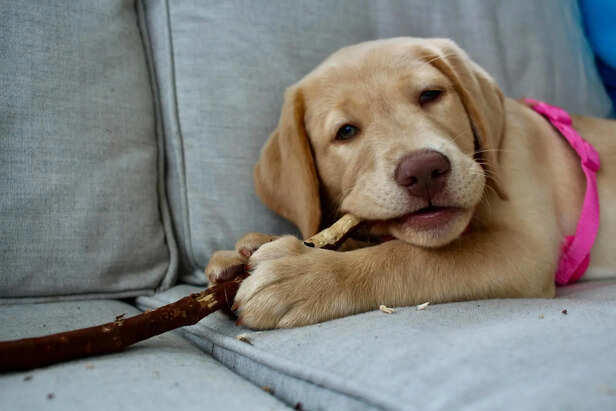 Decoding destructive behavior in dogs: Boredom, stress, or training gaps?