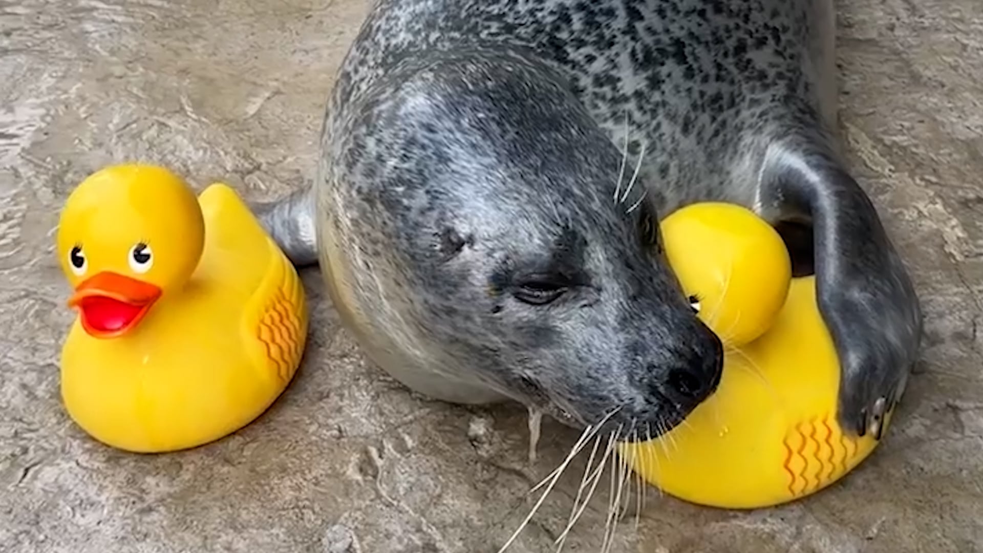 This seal is obsessed with yellow rubber ducks