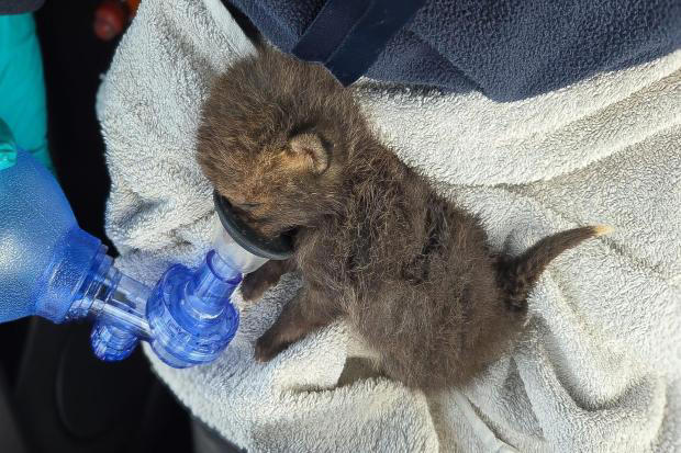 Heartbreak as fox cub found lifeless while searching for mother