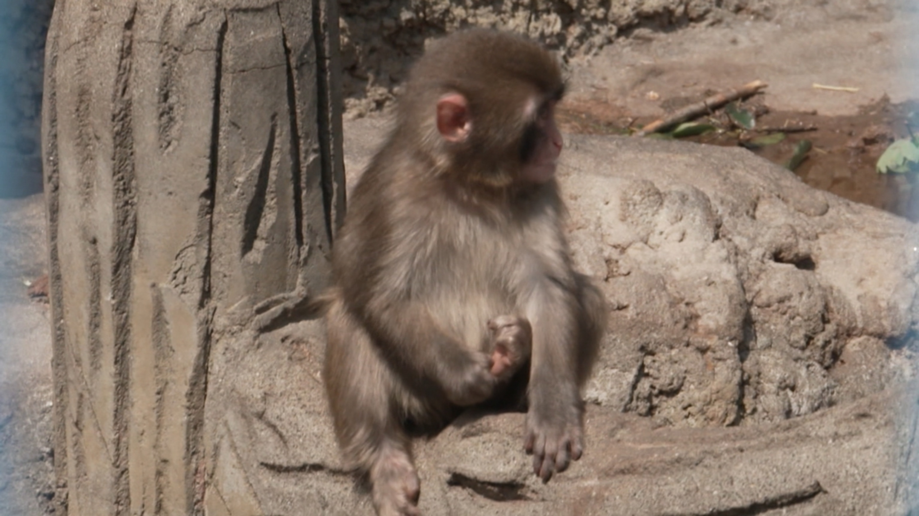 Up close with Punch the Monkey