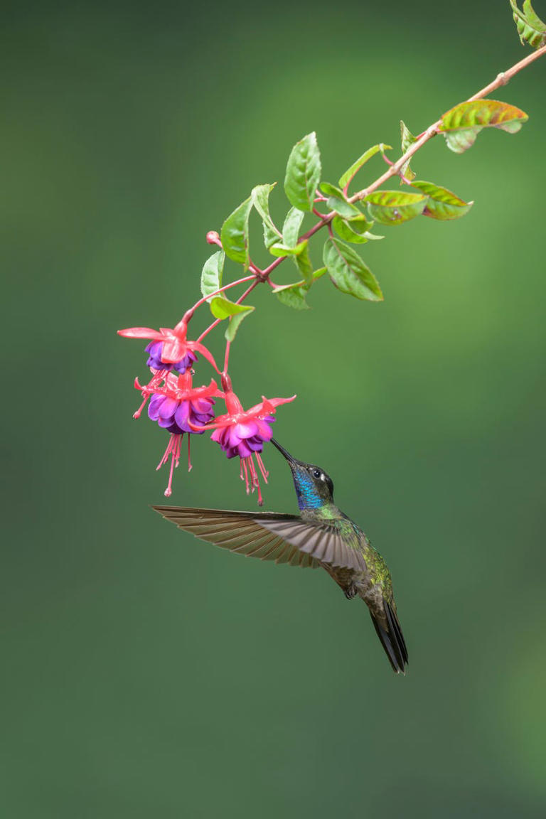 The one color that will attract hummingbirds to your yard without fail