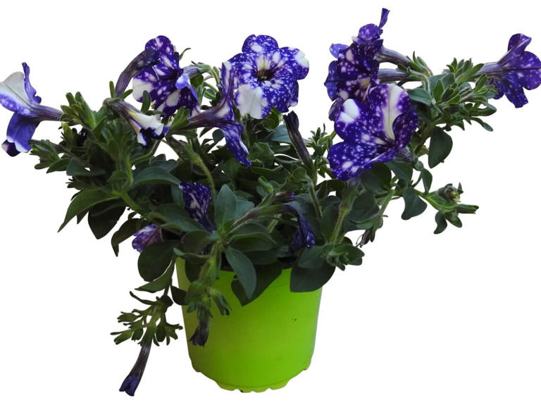 Calibrachoa Surfinia Colours Games Ravel &ndash; 3 Piante In Vaso, Fiori Ricadenti Colorati Per Balcone E Giardino, Facili Da Curare