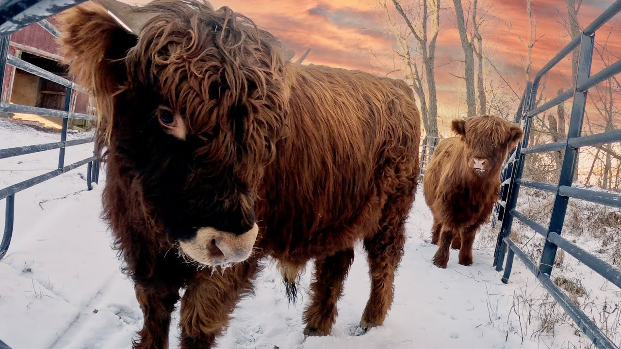 Watch the process of turning young bulls into steers