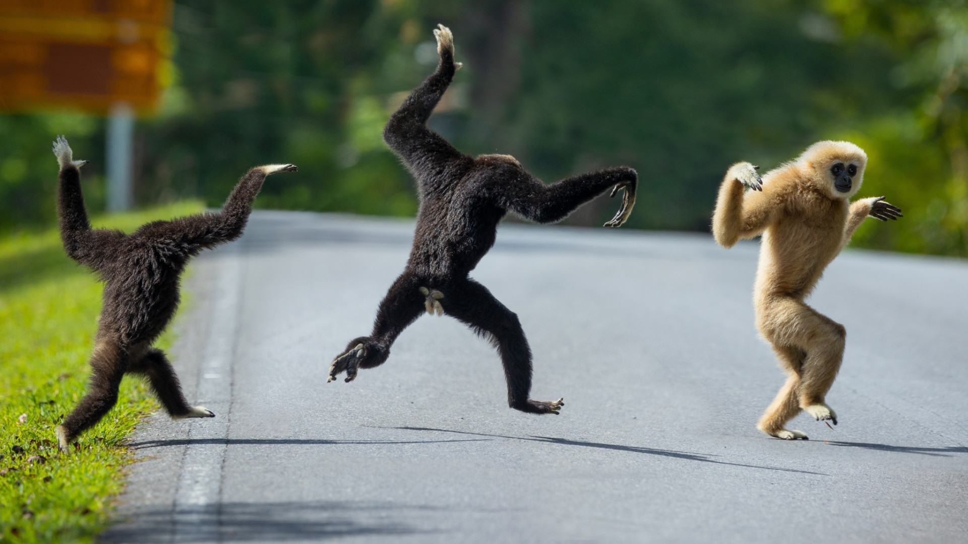The animals with the best dance moves