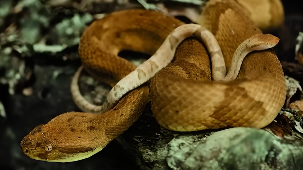 15,000 snakes took over this island - and humans are banned from it