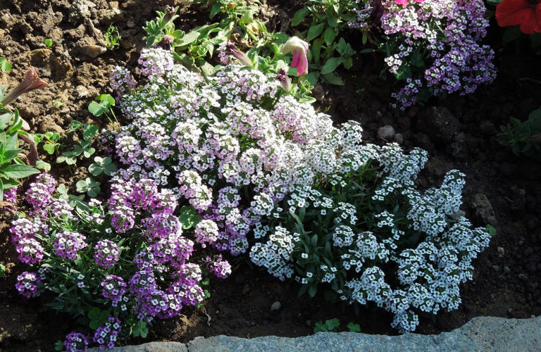 9 annual plants that actually prefer shade
