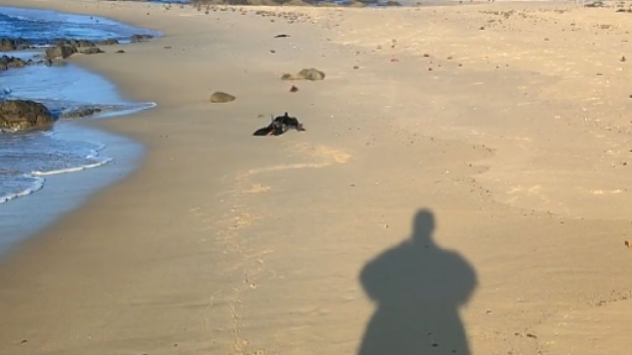 A compassionate man rescues two Red-billed oyster catchers that were ...