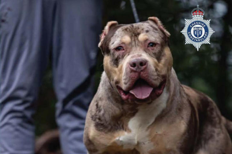 XL bully owner jailed after dog savaged pensioner on Warrington driveway