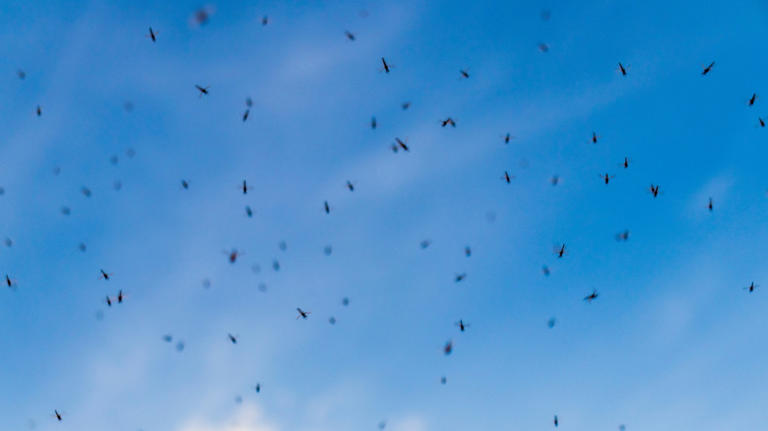 Mosquito vs midge: Which one is biting you? (And how to stop them both)