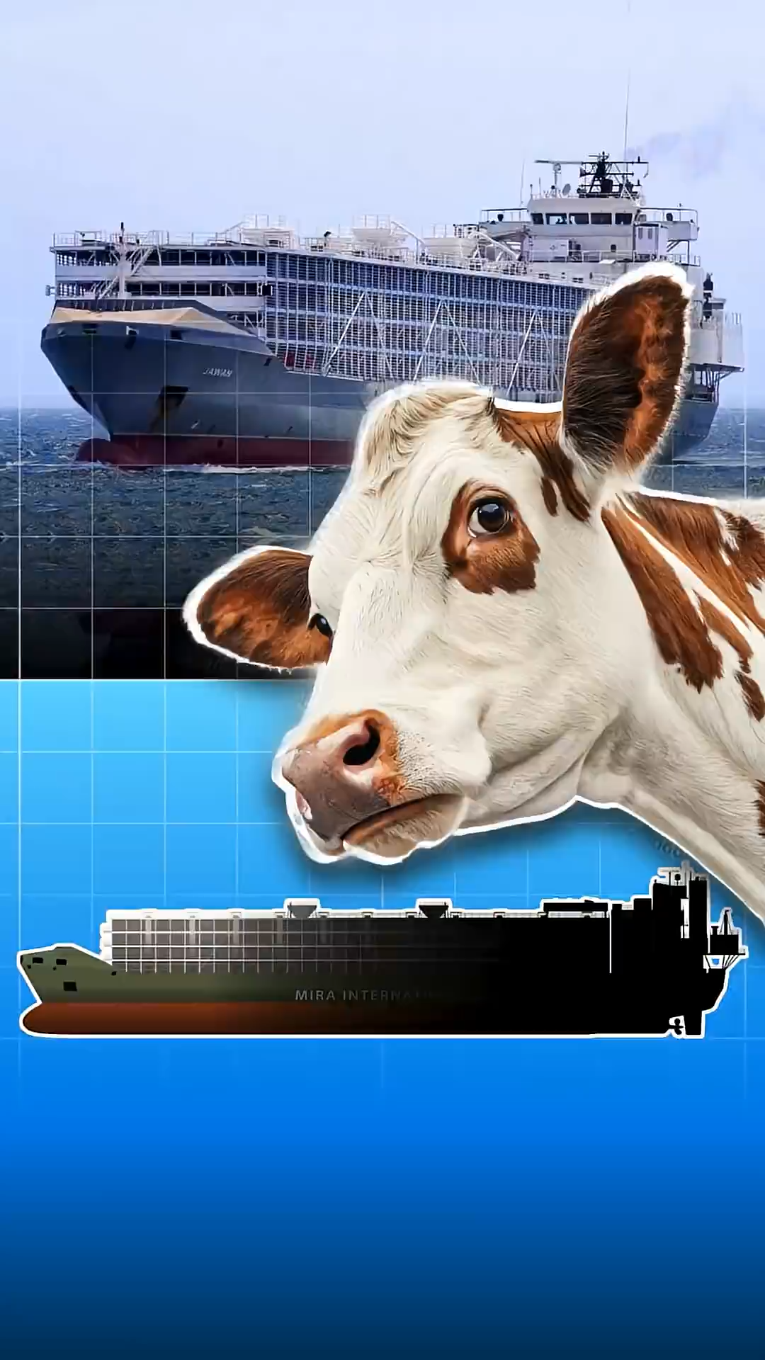 How livestock carriers work